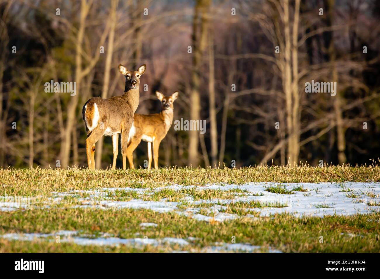 Cerf de Virginie (Odocoileus virginianus), femme adulte et jeune debout, alerte dans un champ à mâcher à côté d'une forêt du Wisconsin en avril Banque D'Images