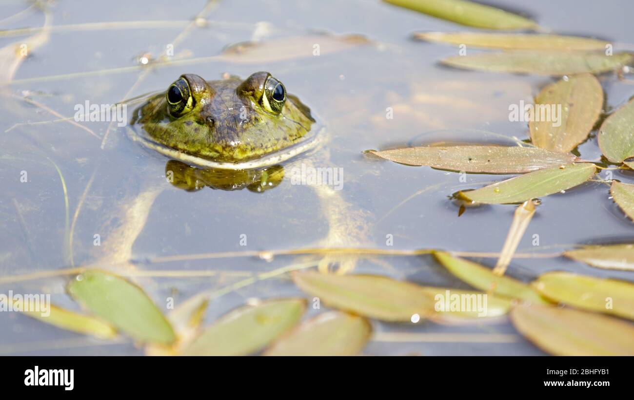Grenouille américaine dans l'habitat aquatique naturel Banque D'Images