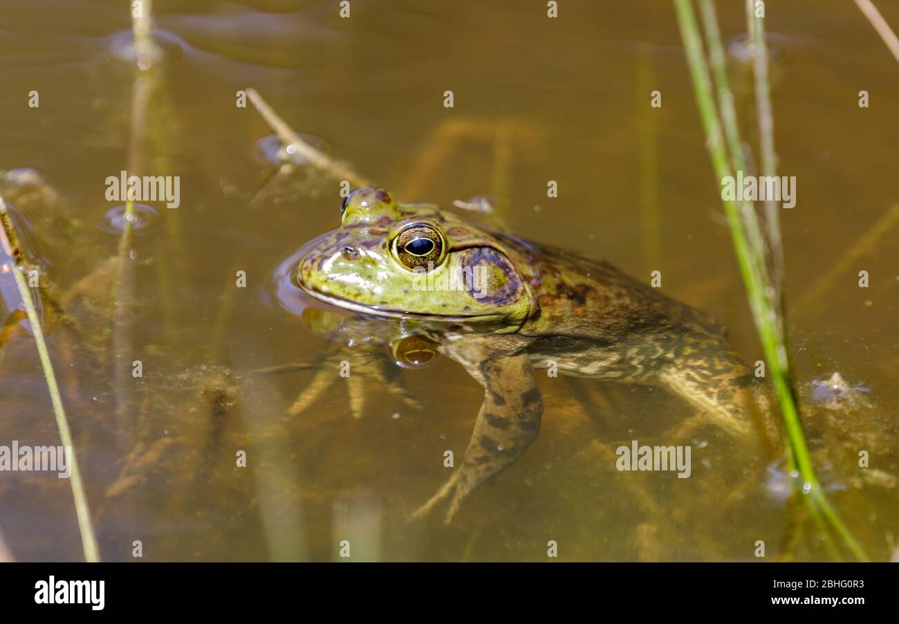 Grenouille américaine dans l'habitat aquatique naturel Banque D'Images