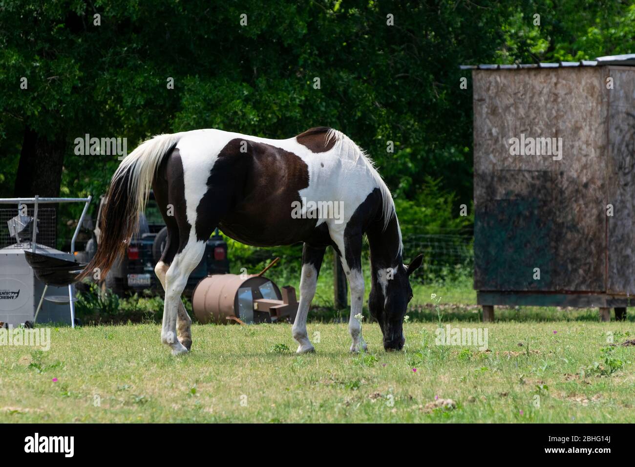 Un beau cheval de peinture marron et blanc paint sur l'herbe verte dans un pâturage de ranch encombré de ferrailleries et de débris. Banque D'Images