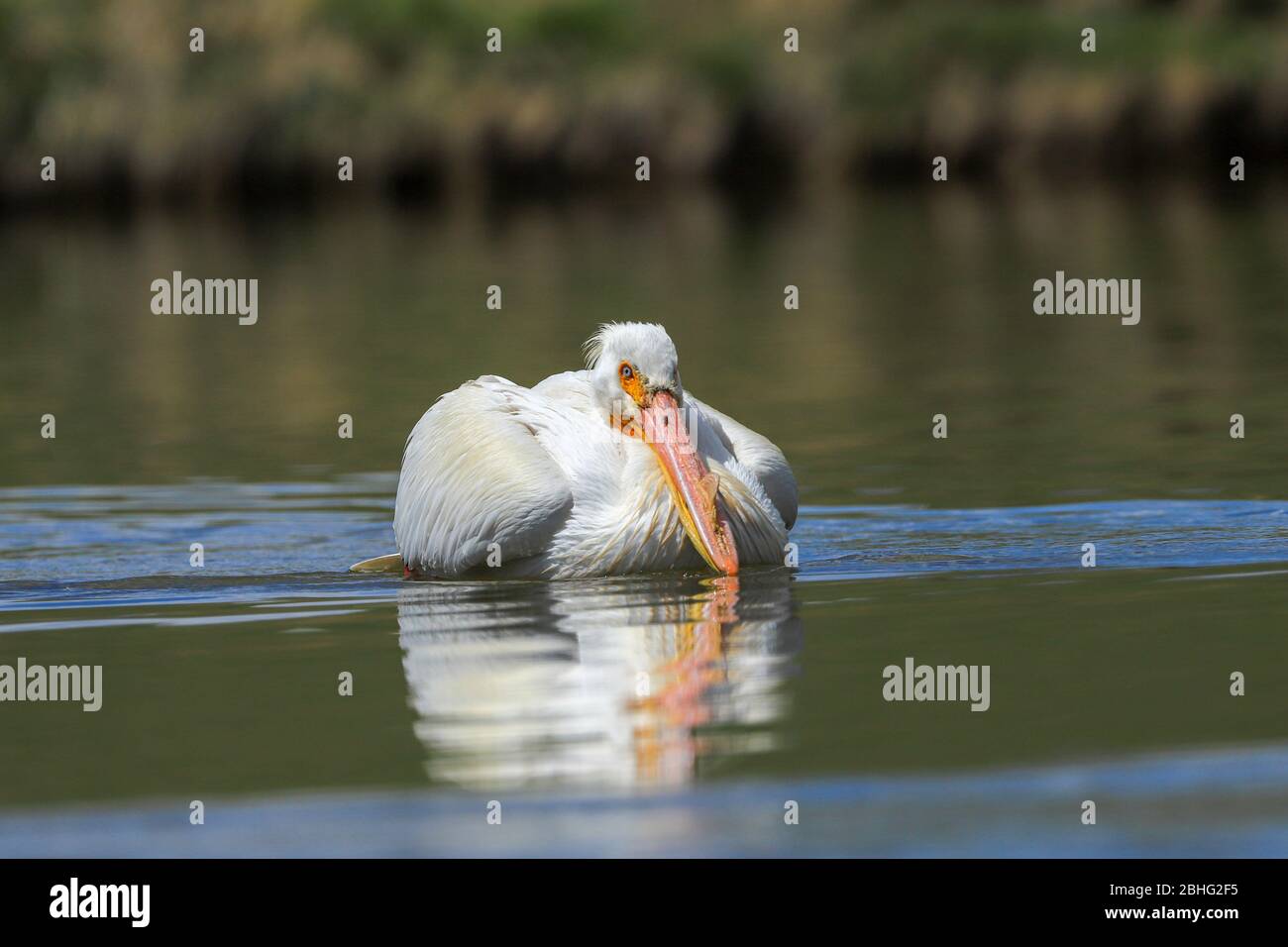 Dans un bassin de natation de pélicans Banque D'Images