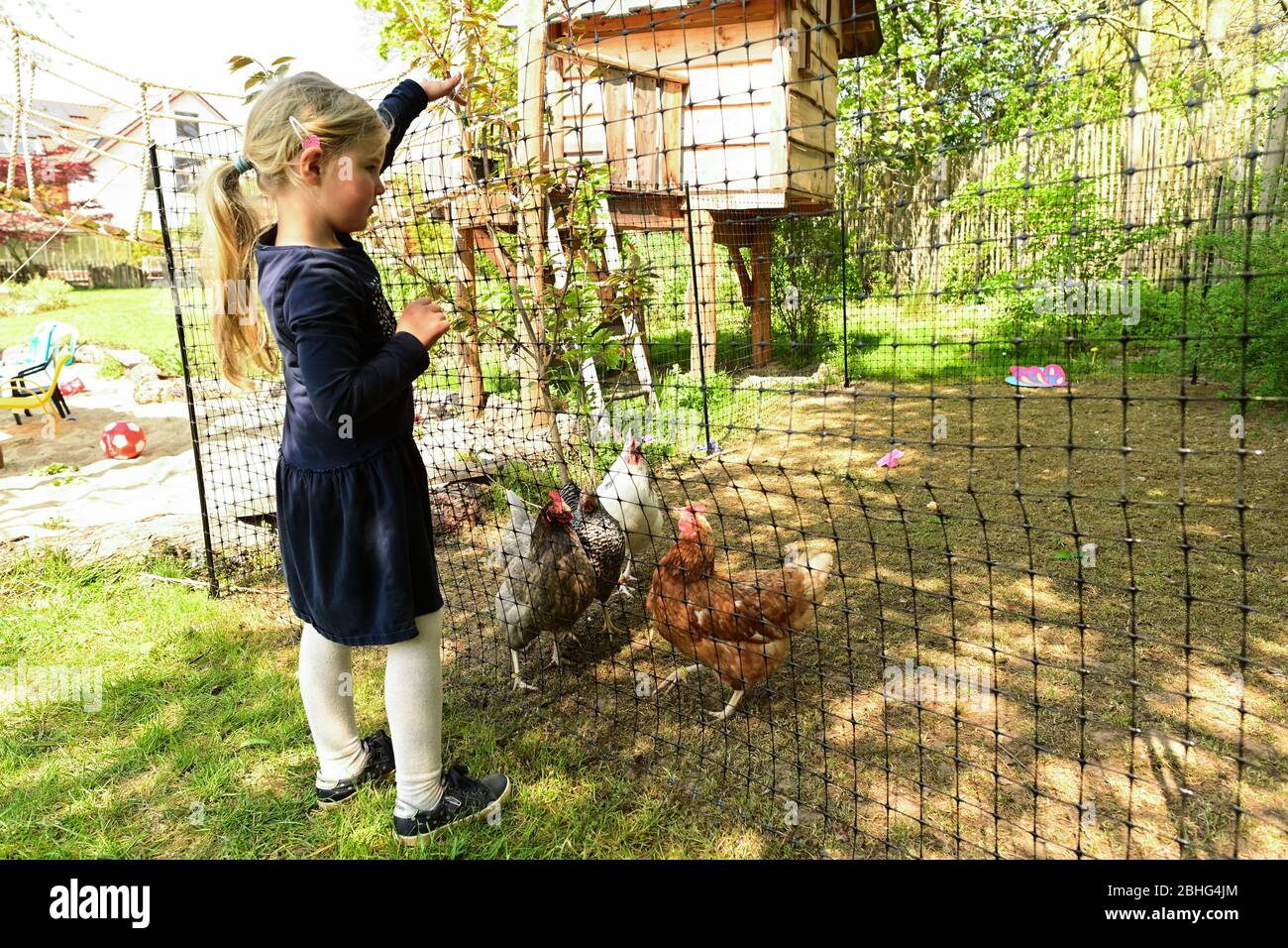 Kassel, Allemagne. 17 avril 2020. Amélie alimente les poulets de 