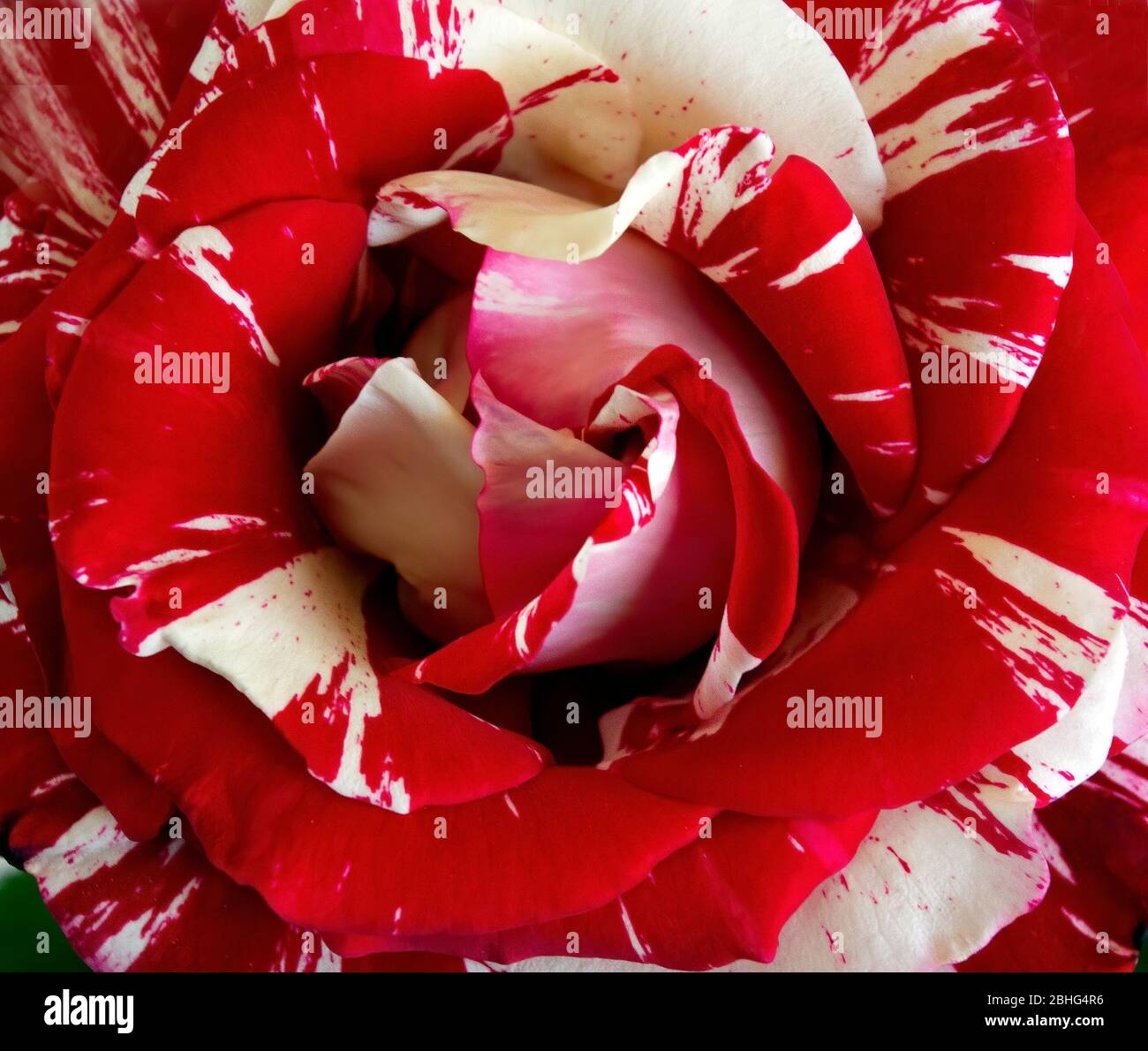 Une rose rouge avec des rayures blanches Banque D'Images