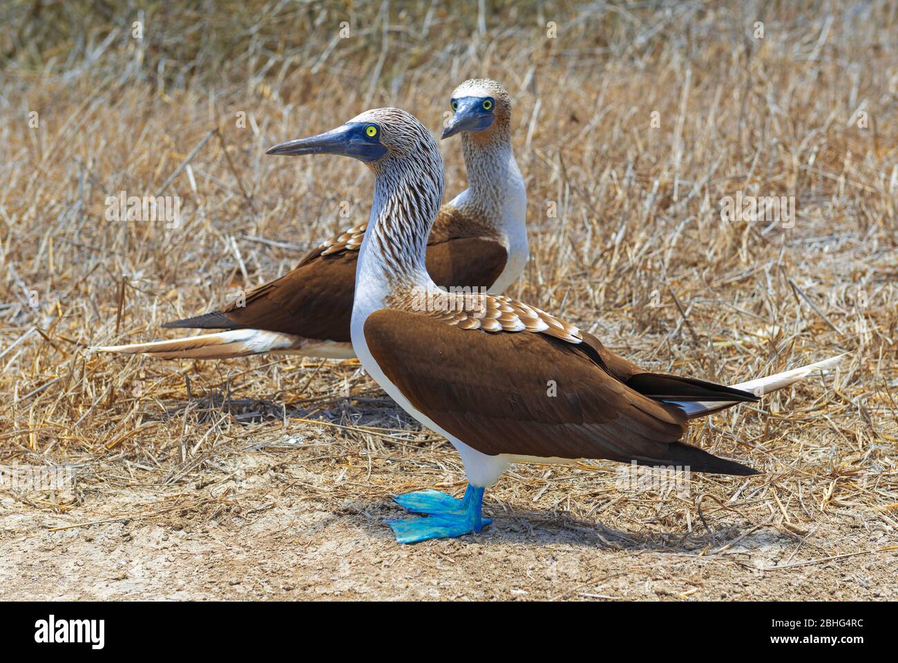 Deux des Boobies à pieds bleus (Sula nebouxii) pendant la période de reproduction, parc national de Galapagos, Équateur. Banque D'Images