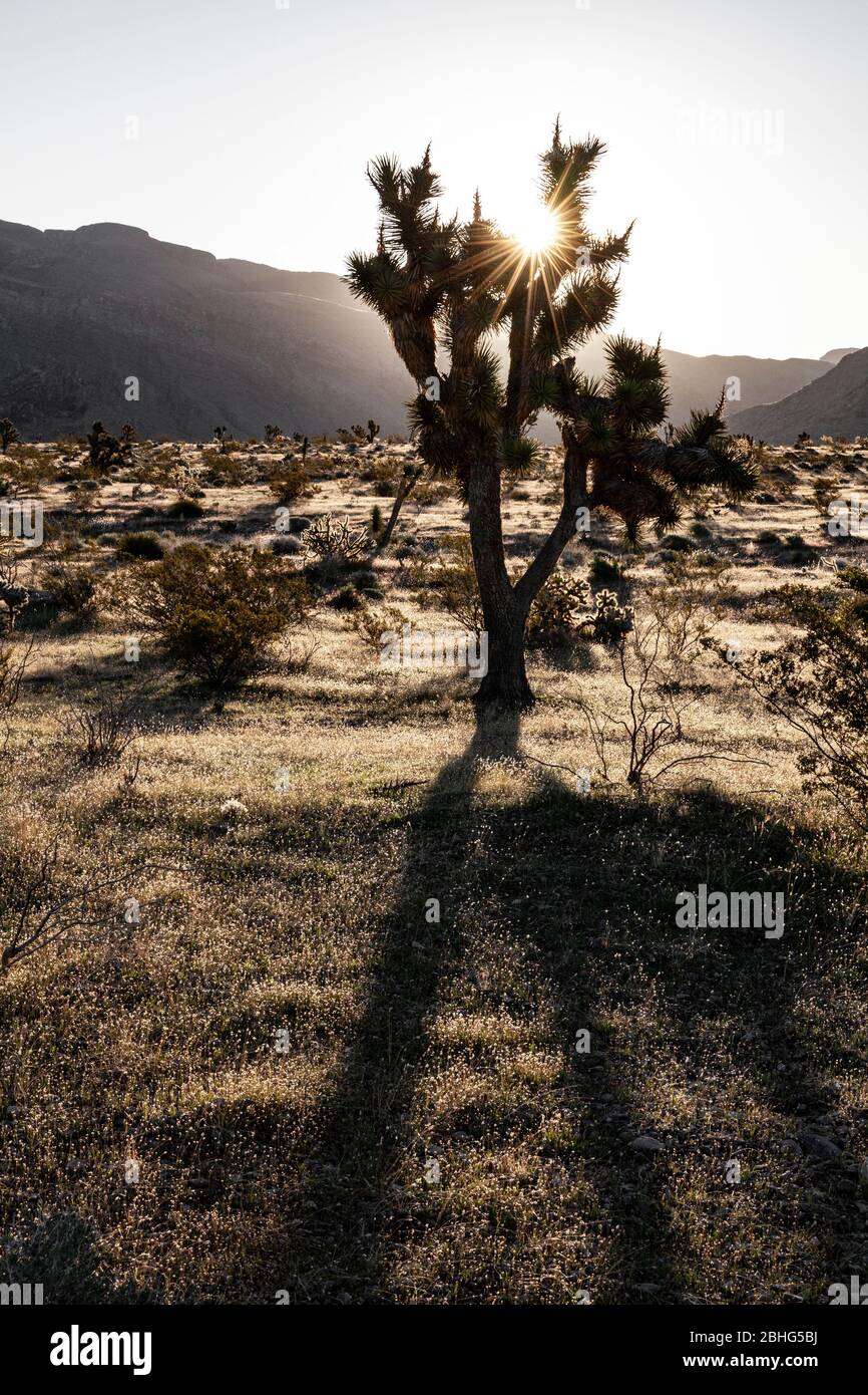 UT00577-00...UTAH -Joshua Tree à Beaver Dam Wash une zone de conservation nationale et un chemin panoramique dans le désert de Mojave. Banque D'Images