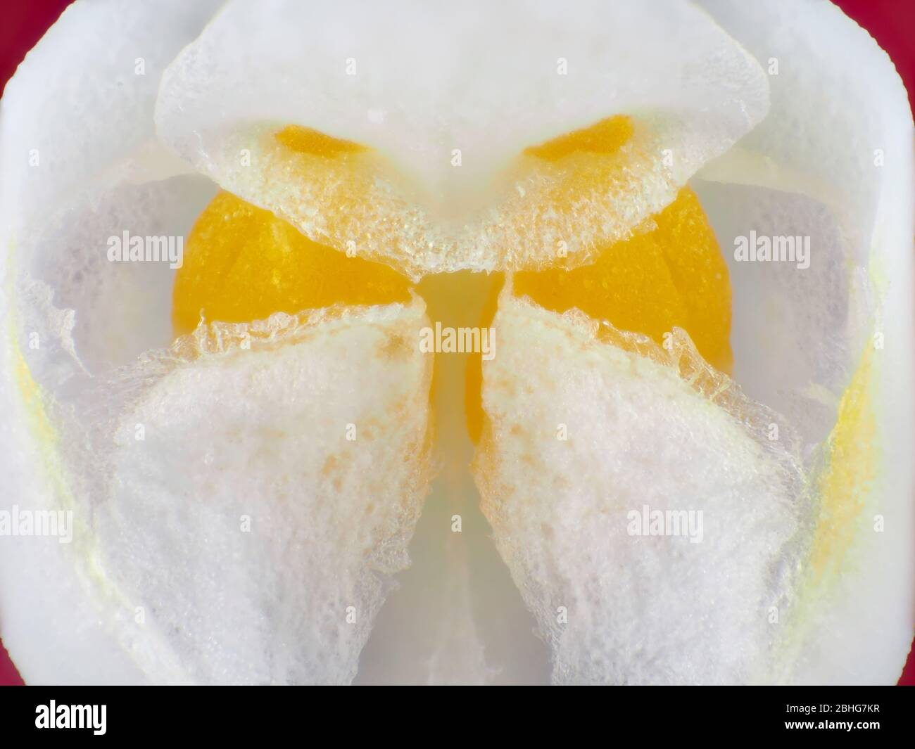 Fleur d'orchidée avec pollen (pollinie) visible sous le microscope Banque D'Images