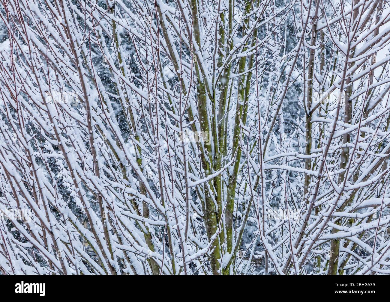 Branches d'arbres recouvertes de neige épaisse, Seattle, Washington, États-Unis. Banque D'Images
