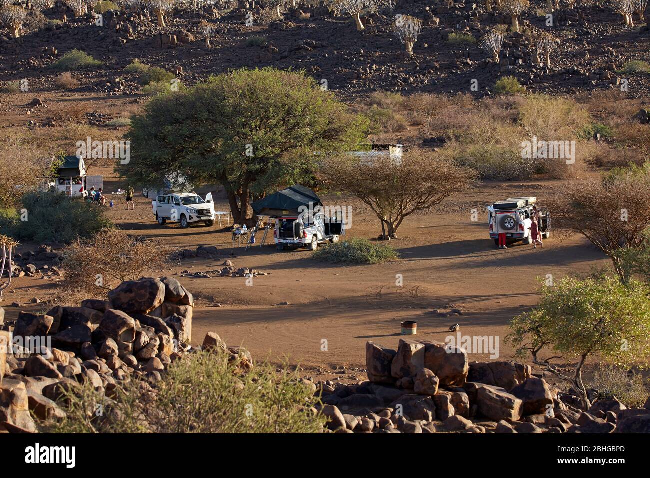 Mesosaurus Fossil Camp, et Kocurboom ou forêt de sapins (Aloe dichotomum), près de Keetmanshoop, Namibie, Afrique Banque D'Images