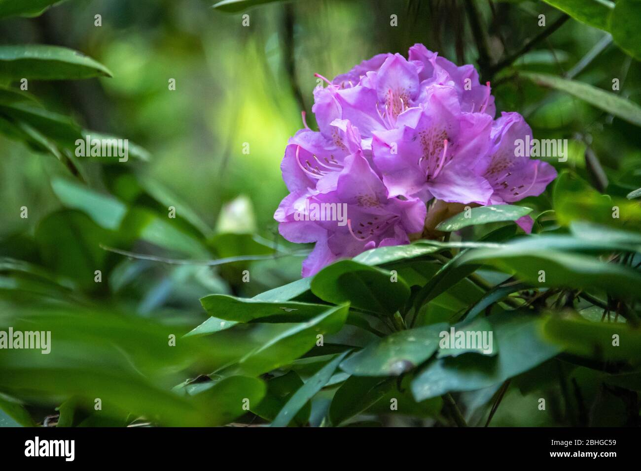 Fleurs de Rhododendron printanières au Stone Mountain Park à Atlanta, Géorgie. (ÉTATS-UNIS) Banque D'Images