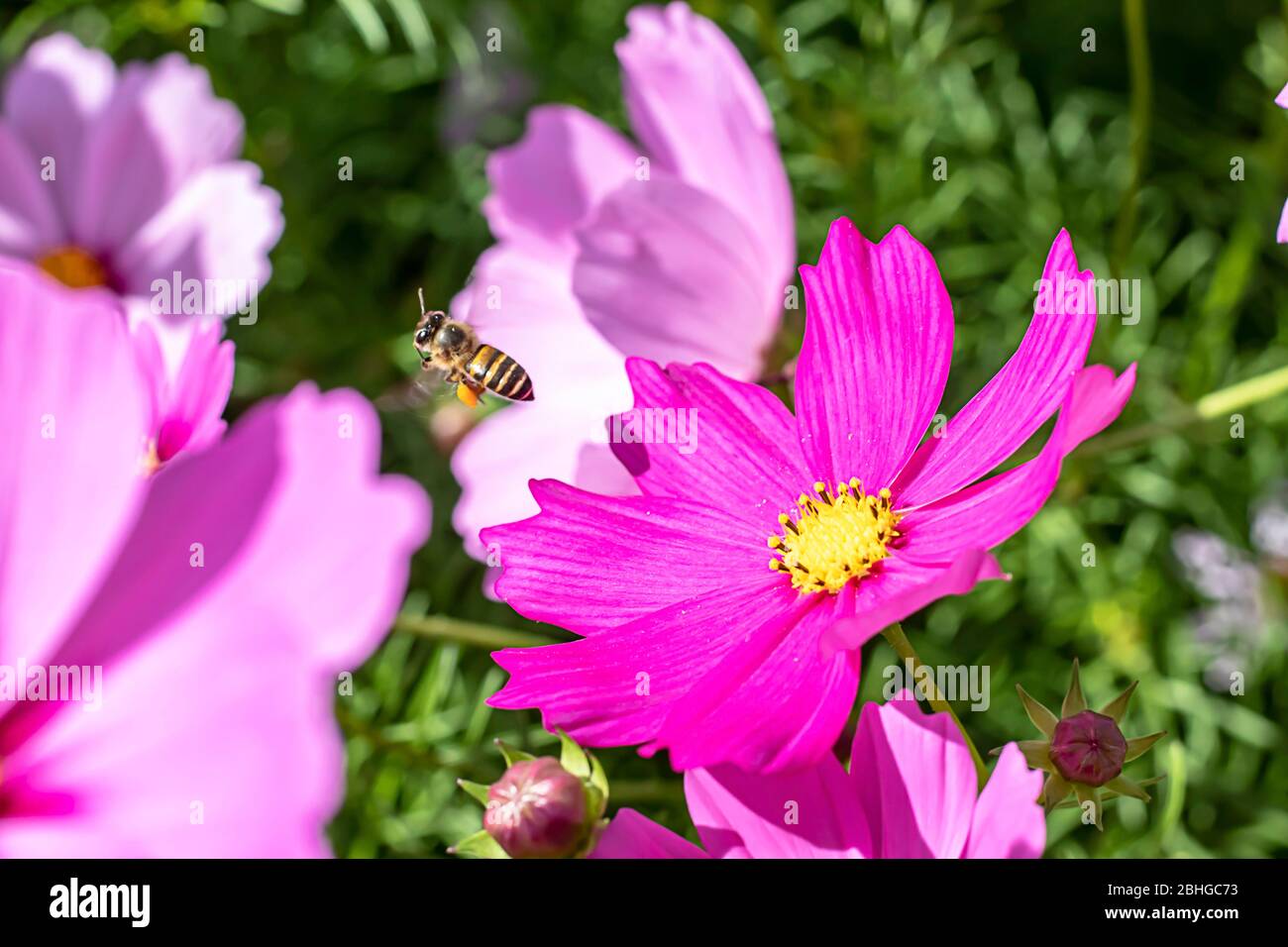 Les abeilles volent et les fleurs colorées de Cosmos sulfureus empr dans le jardin. Banque D'Images