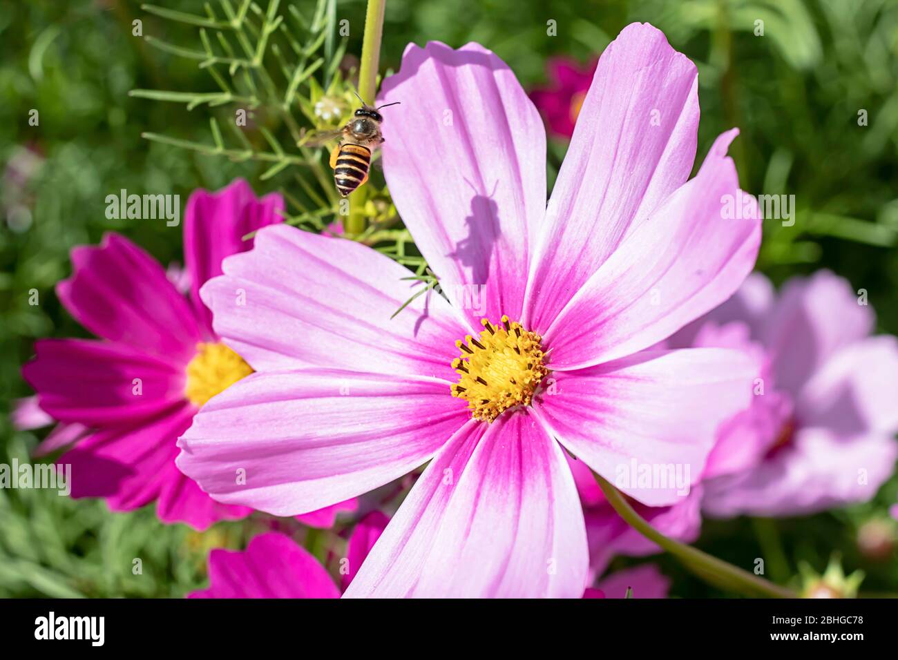 Les abeilles volent et les fleurs colorées de Cosmos sulfureus empr dans le jardin. Banque D'Images