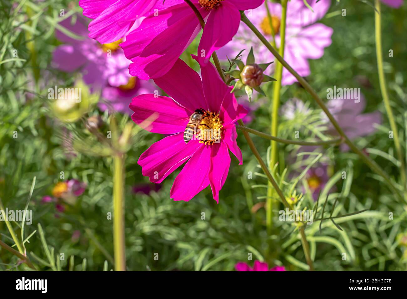 Abeille sur Cosmos sulphureus Cav colorés des fleurs dans le jardin. Banque D'Images