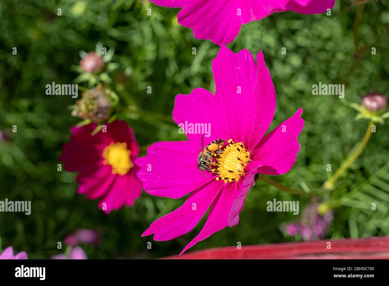 Abeille sur Cosmos sulphureus Cav colorés des fleurs dans le jardin. Banque D'Images