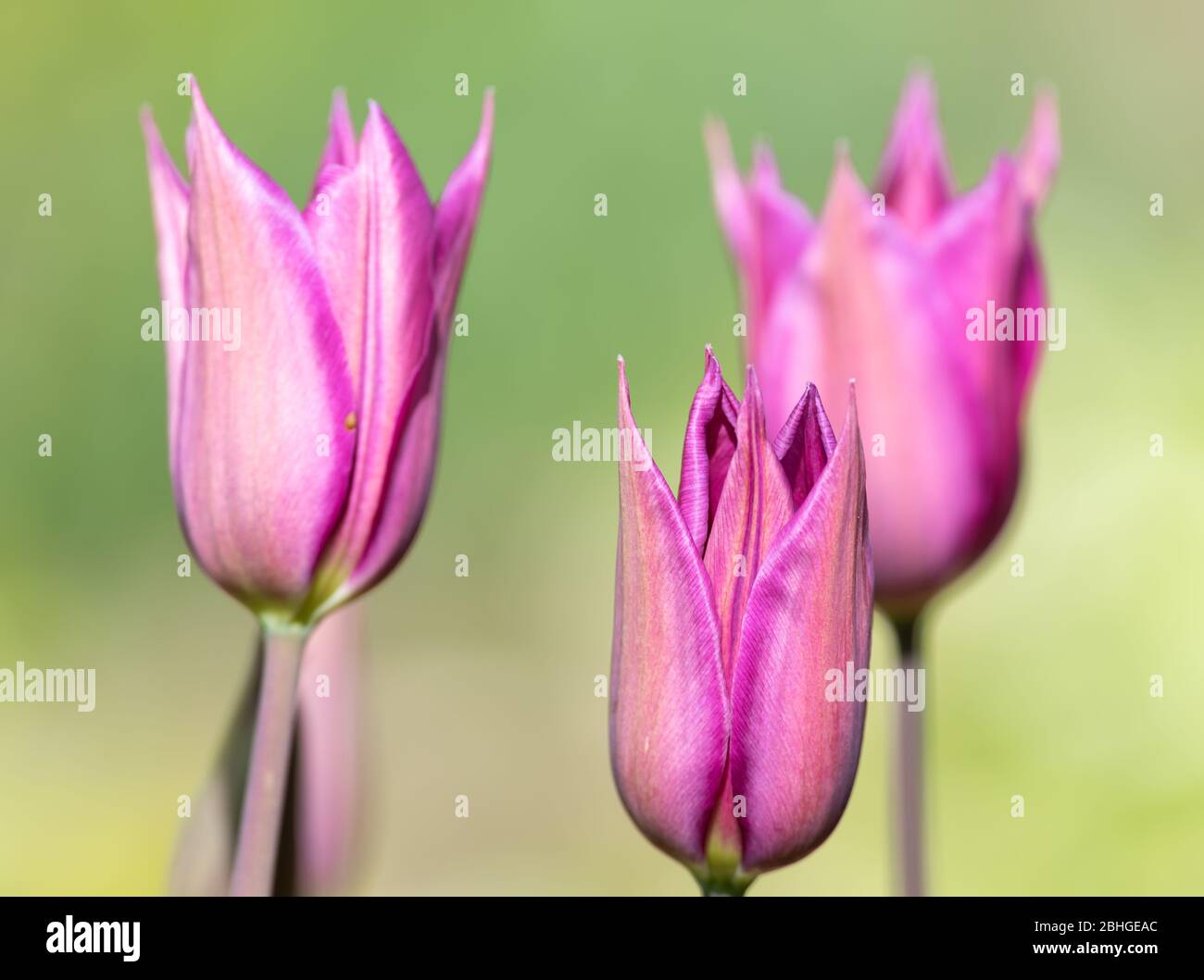 Tulipes roses à fleurs Banque D'Images