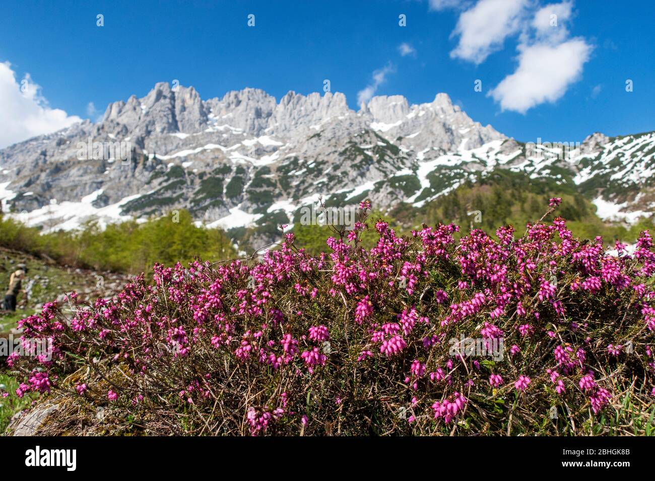 heather plante dans les montagnes plus sauvages de kaiser Banque D'Images