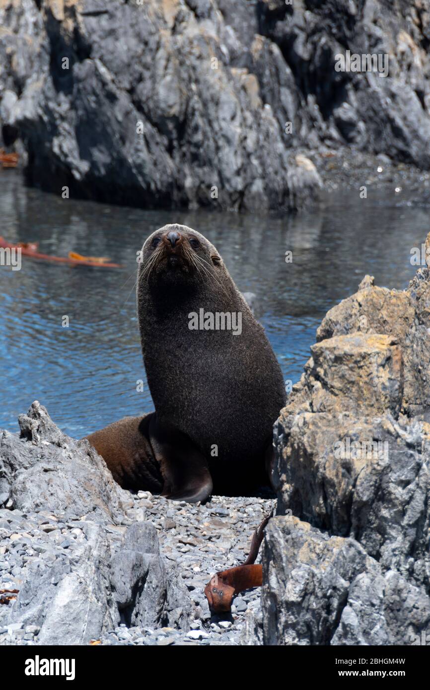 NZ fourrure Seal sur la plage rocheuse de Karori Rock, sur la côte sud de Wellington, sur l'île du Nord, en Nouvelle-Zélande Banque D'Images