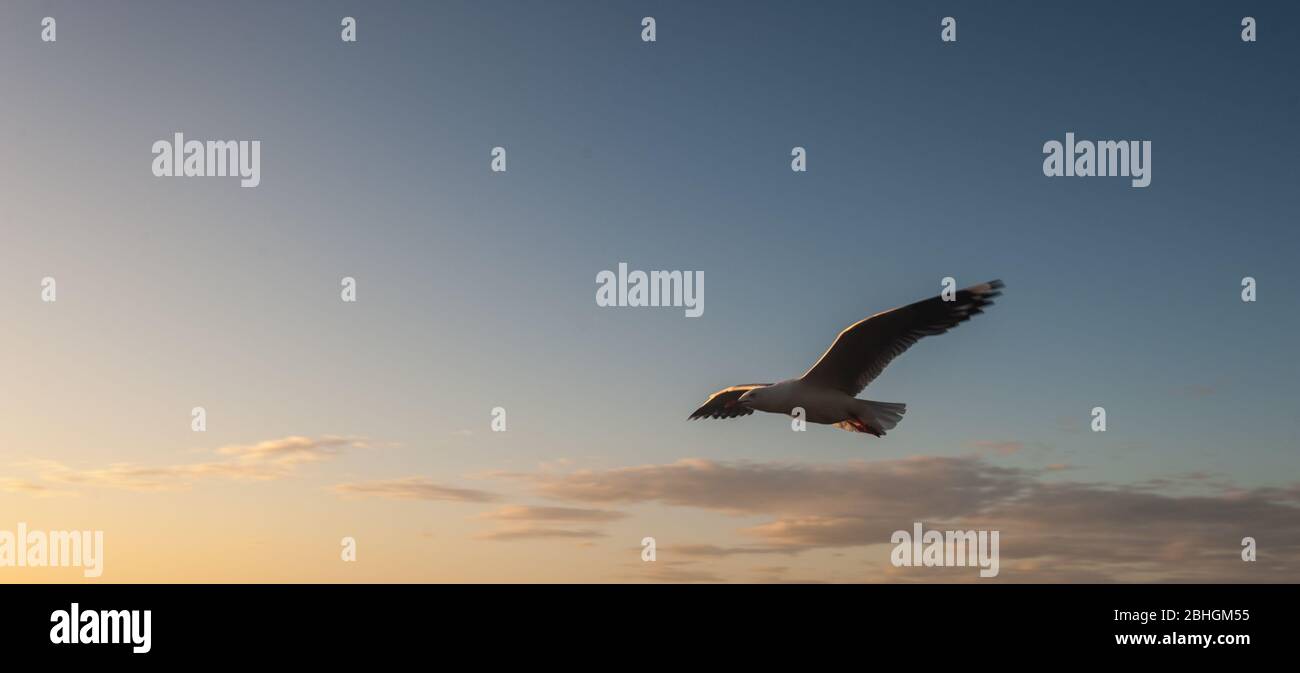 Gros plan sur les oiseaux australiens Banque D'Images