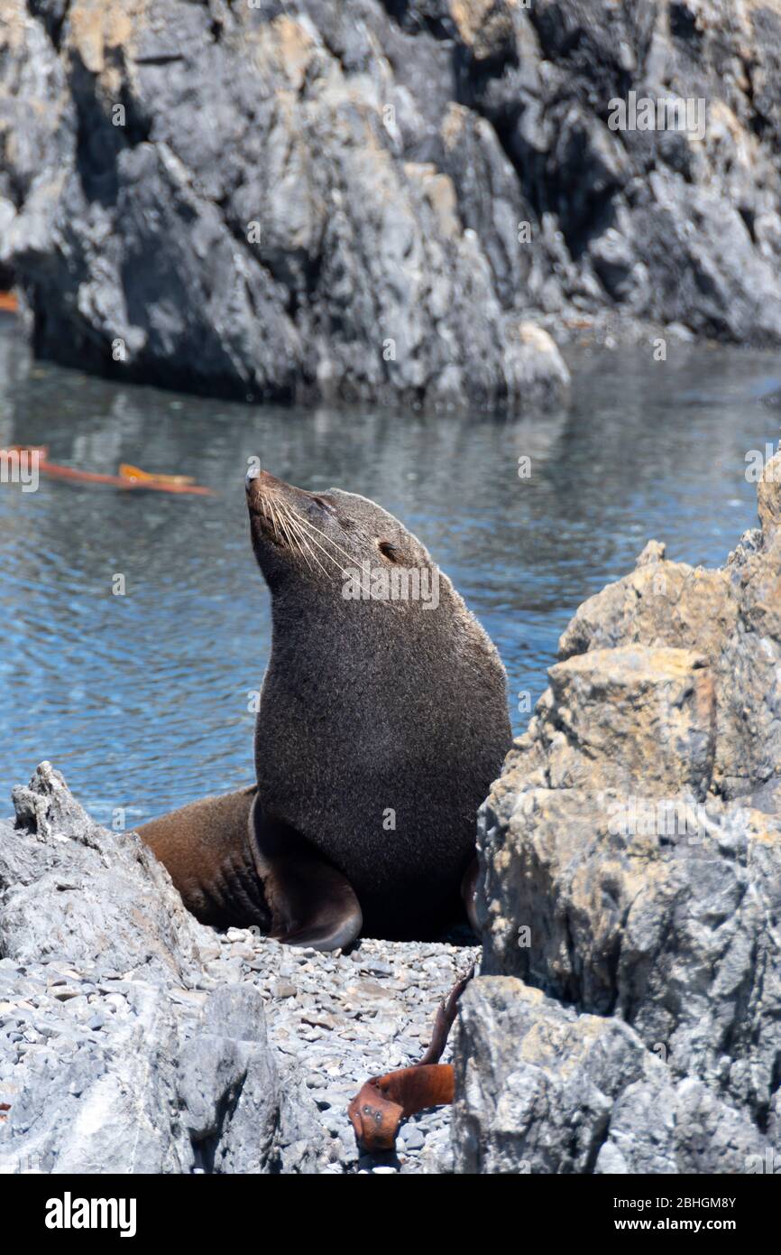 NZ fourrure Seal sur la plage rocheuse de Karori Rock, sur la côte sud de Wellington, sur l'île du Nord, en Nouvelle-Zélande Banque D'Images