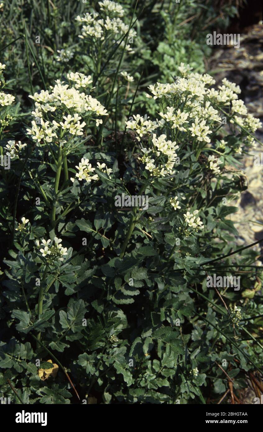 cresson d'eau, Naturtium officinale Banque D'Images