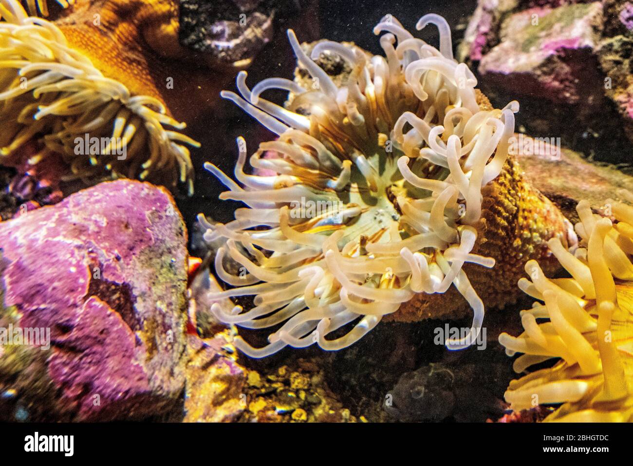 Anemone de la mer norvégienne - Actiniarnia latin - habitant les eaux côtières du littoral de la mer de Norvège, dans un aquarium marin de jardin zoologique Banque D'Images