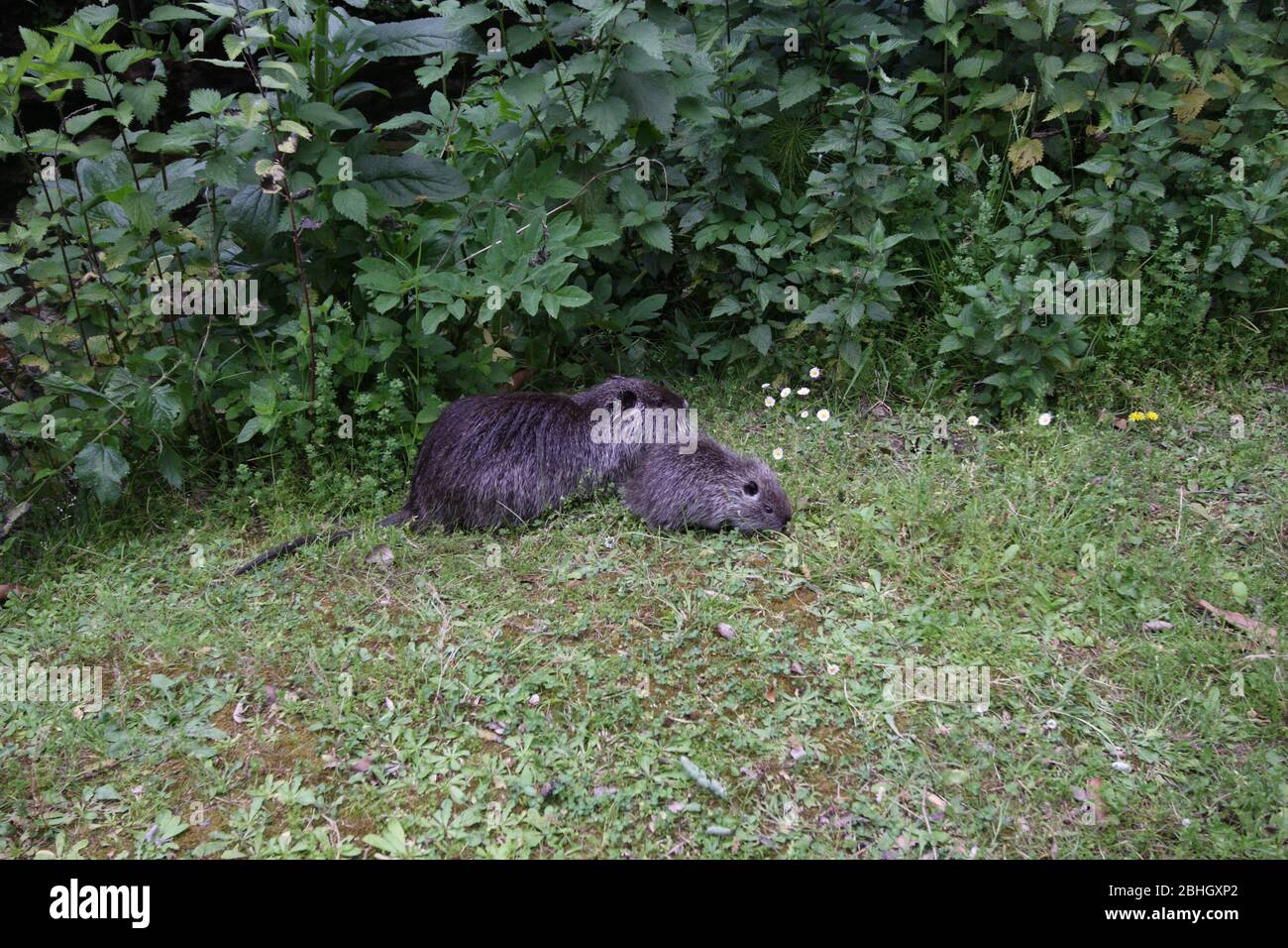 Nutria avec le chiot Myocastor coypus Banque D'Images