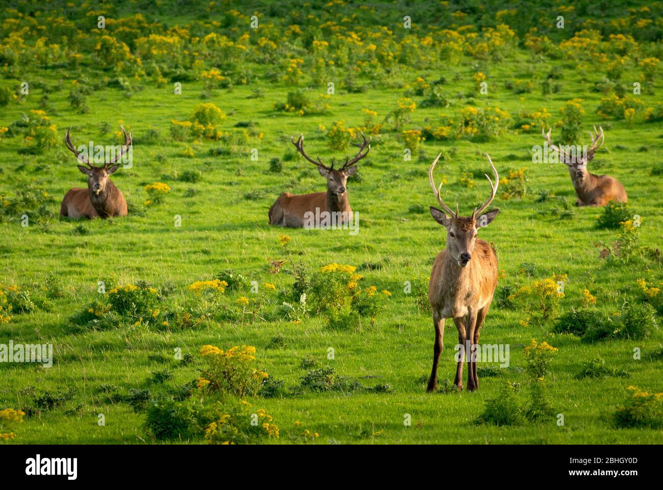 Troupeau de jeunes Red Deer ou Cervus elaphus se reposant dans le parc national de Killarney, comté de Kerry, Irlande Banque D'Images