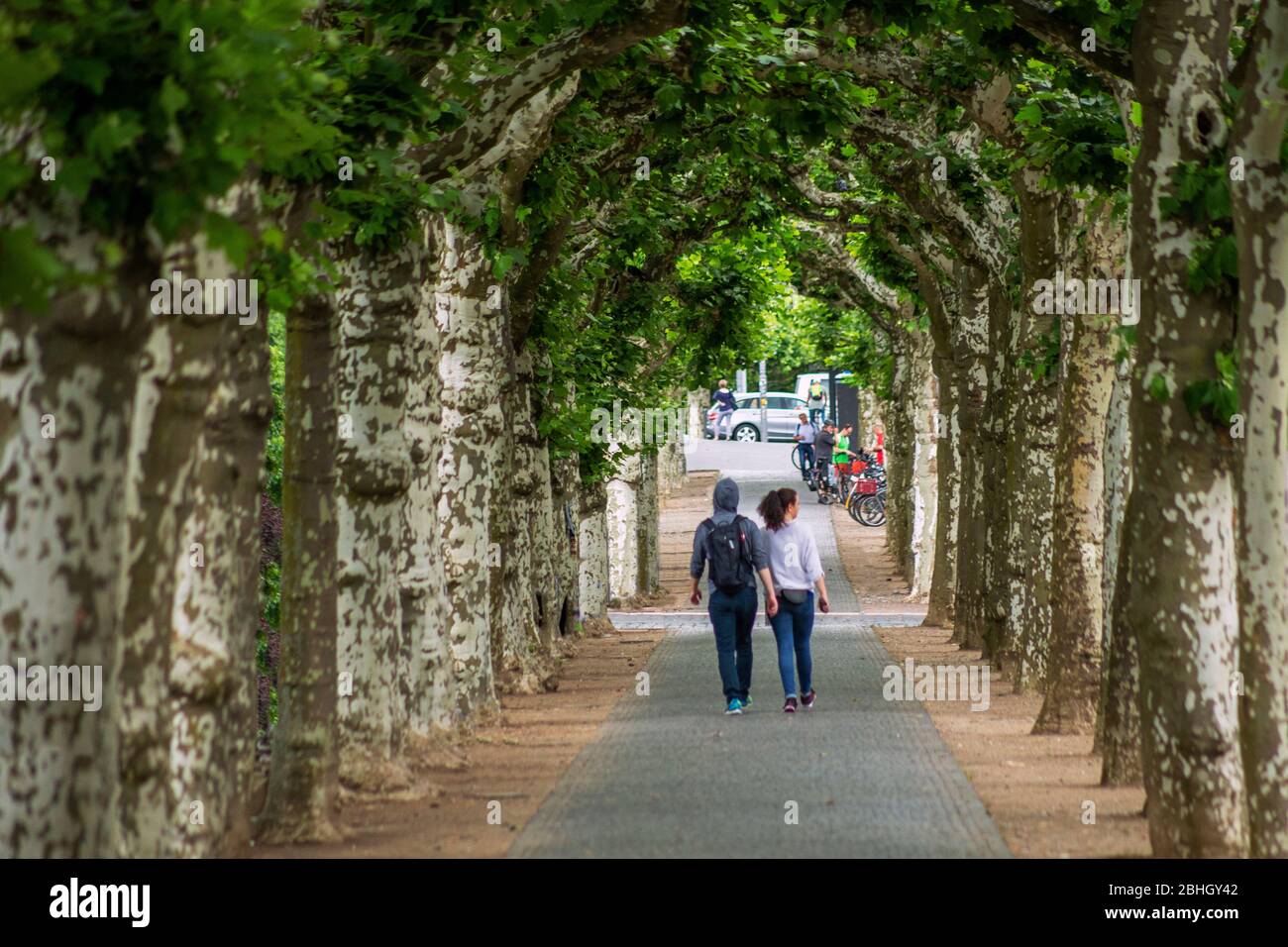 Un jeune couple marchant le long d'un boulevard bordé d'arbres à côté de la rivière Main à Francfort. Banque D'Images