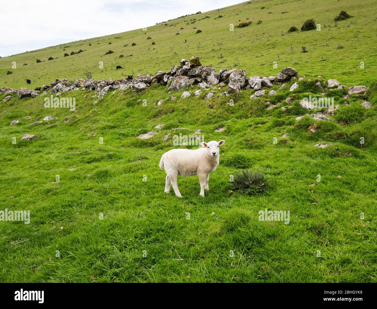 Un agneau de printemps se dresse devant un réseau de champs de bandes médiévales sur Challacombe Down, parc national de Dartmoor, Devon, Angleterre, Royaume-Uni Banque D'Images