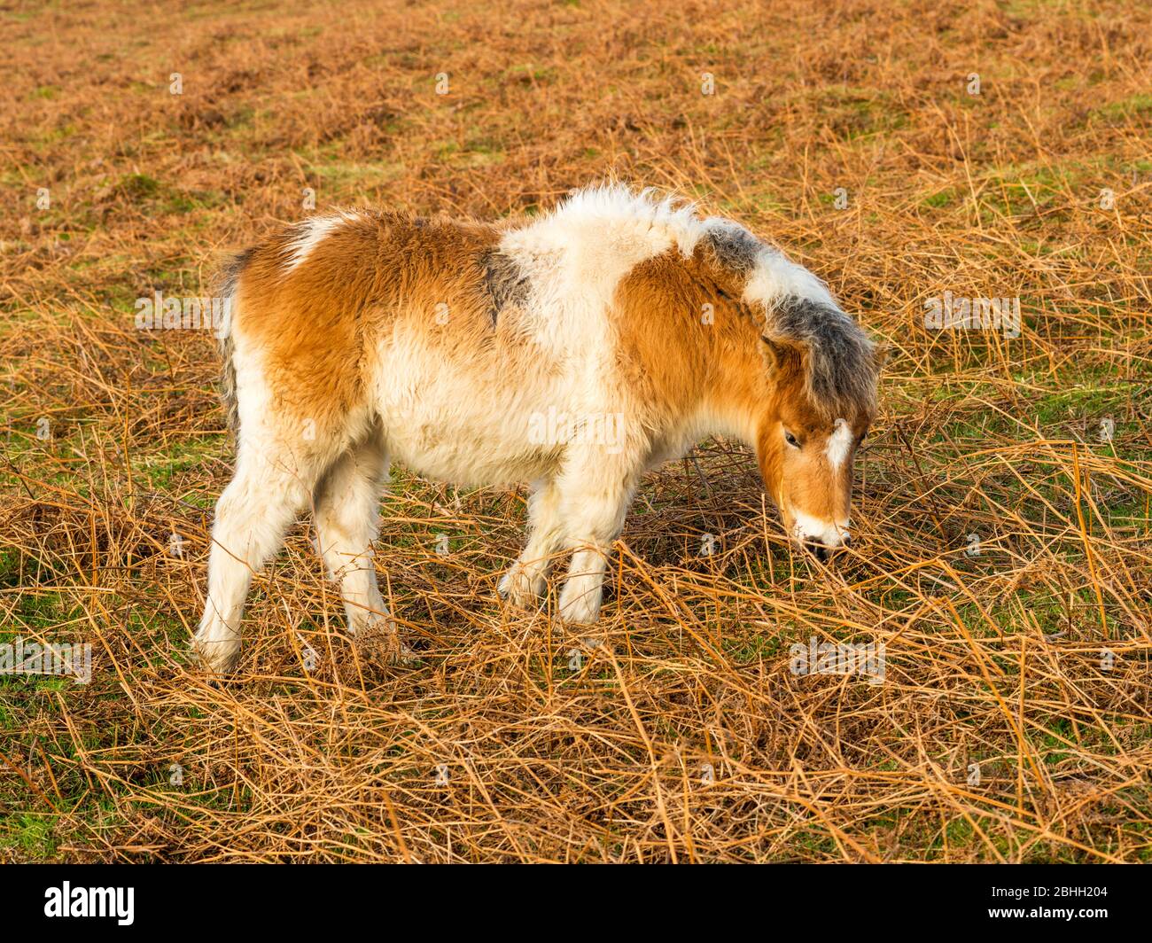 Dartmoor Hill Pony près de Cox Tor, Dartmoor National Park, Devon, Angleterre, Royaume-Uni. Banque D'Images