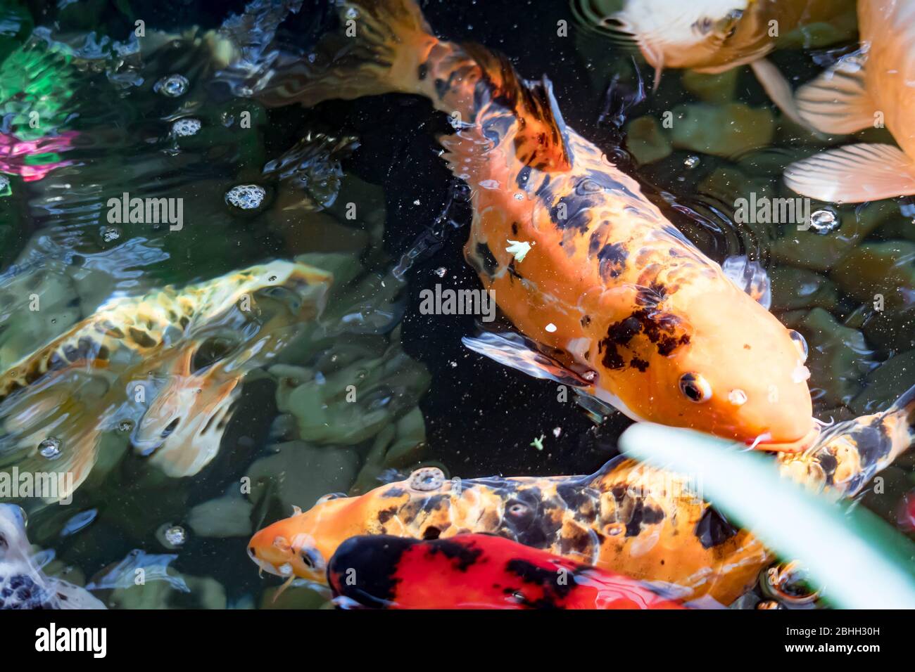 Des poissons Koi colorés sur un étang pour bonne chance Banque D'Images