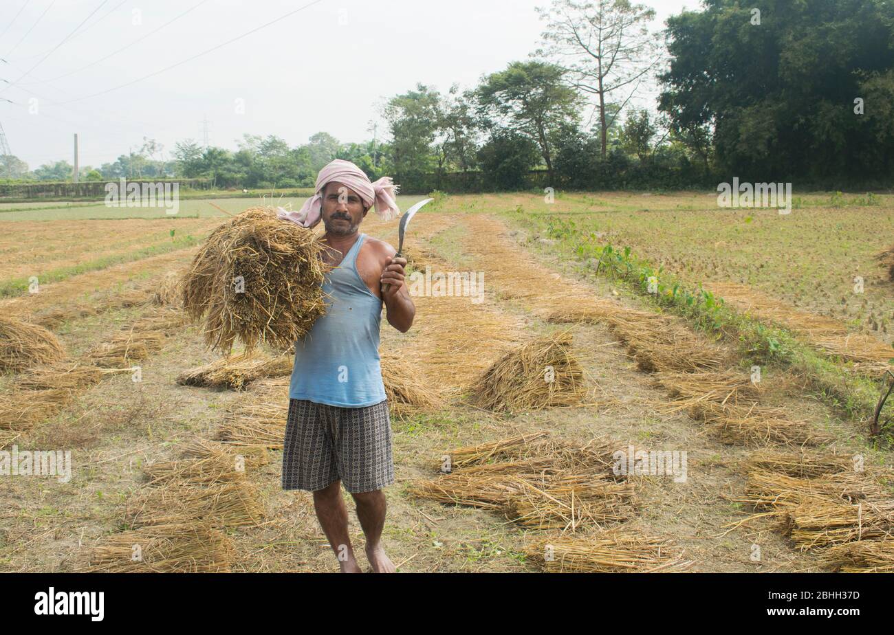 Un agriculteur indien travaillant dans son domaine. Inde Banque D'Images