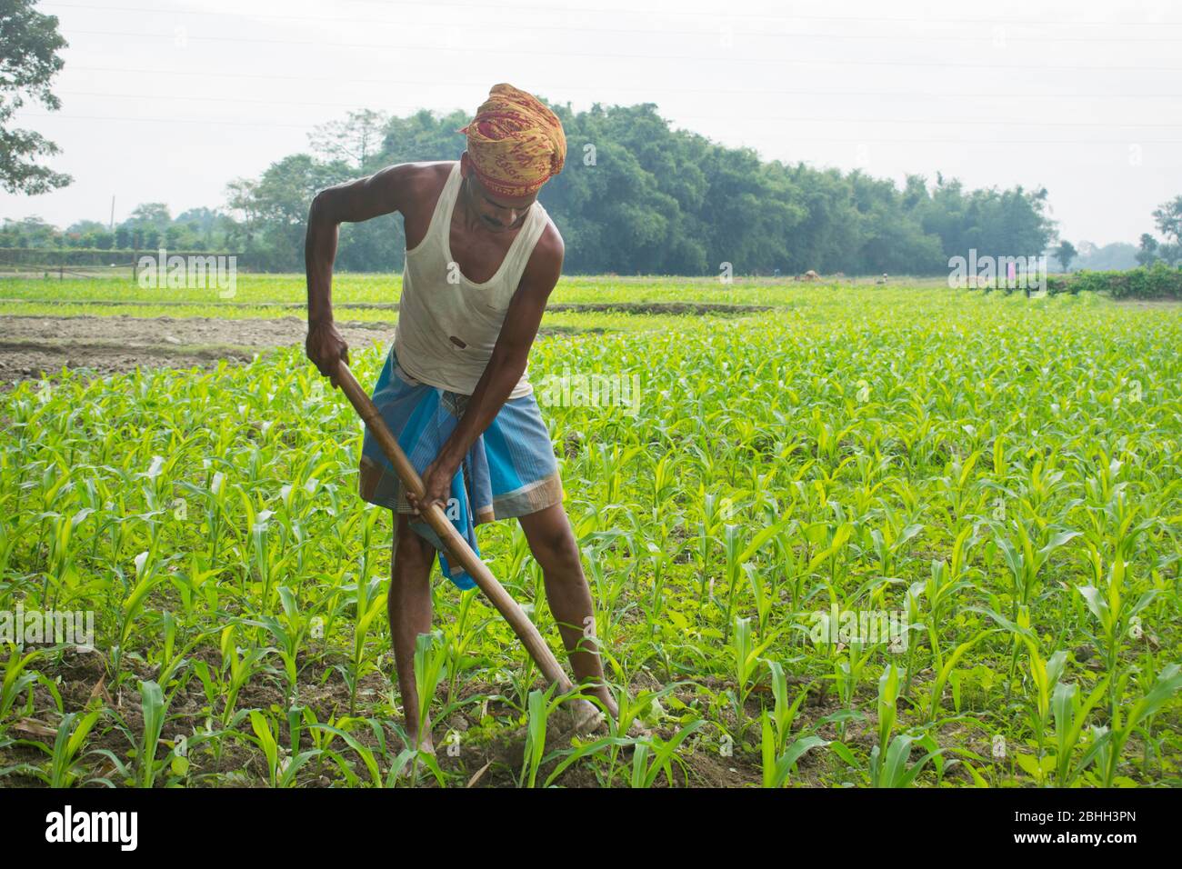 Un agriculteur indien travaillant dans son domaine. Inde Banque D'Images
