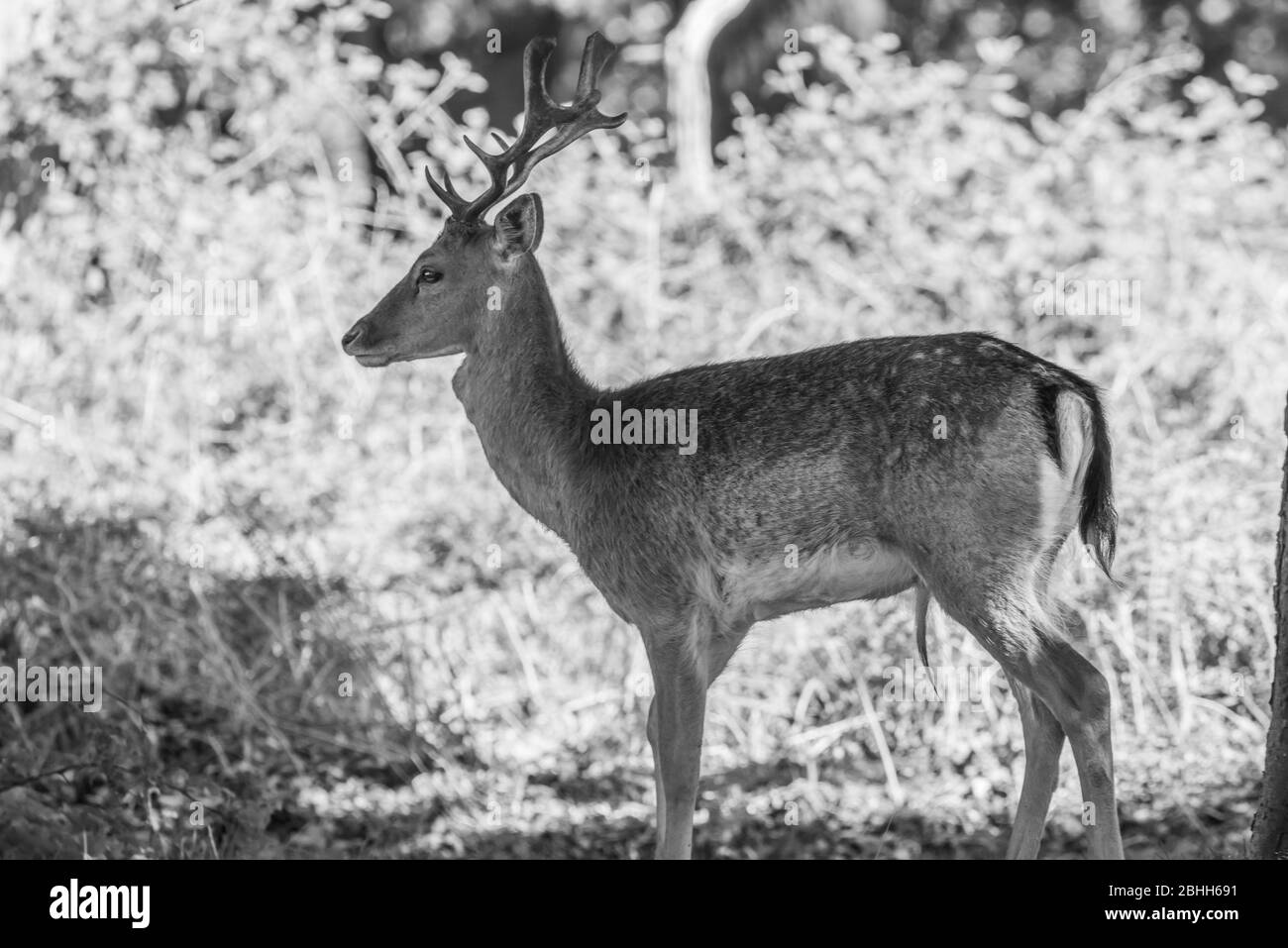 Magnifique cerf de jeune dans la faune Banque D'Images