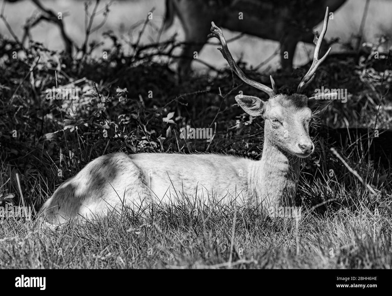 Magnifique cerf de jeune dans la faune Banque D'Images