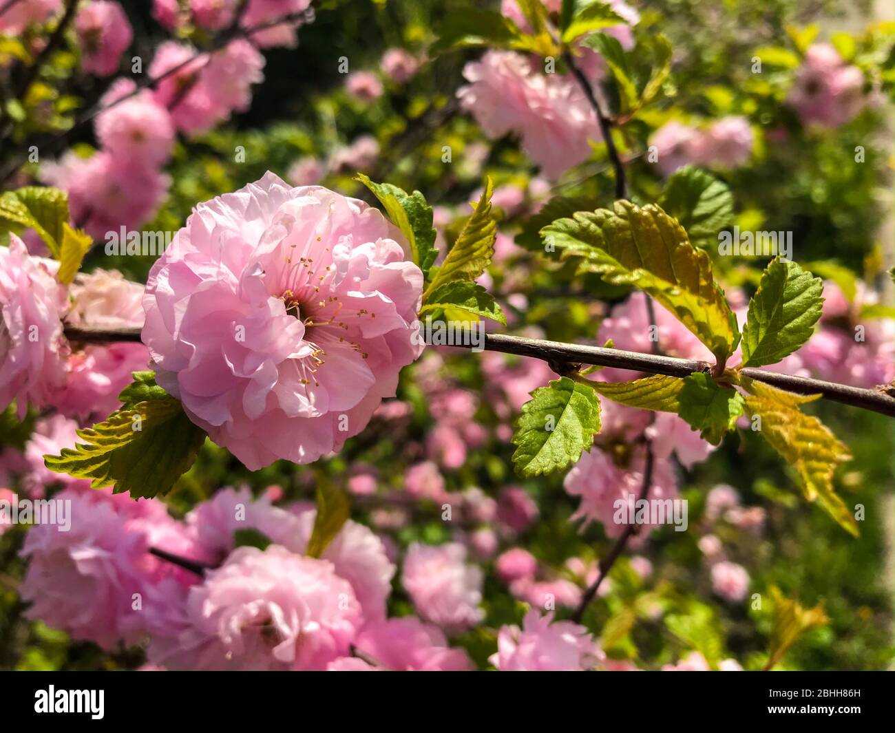 Prunus triloba (Plum fleuri, Almond fleuri, Louiseania). Branche avec fleur rose. Rose printanière cerisier Blossom avec jeunes feuilles vertes. Banque D'Images