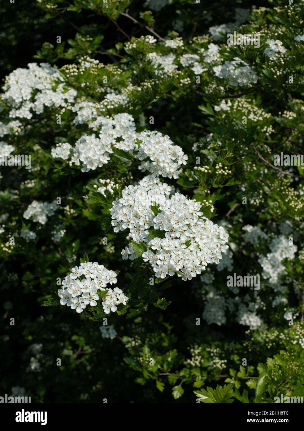 Hawthorn Blossom au printemps. Banque D'Images