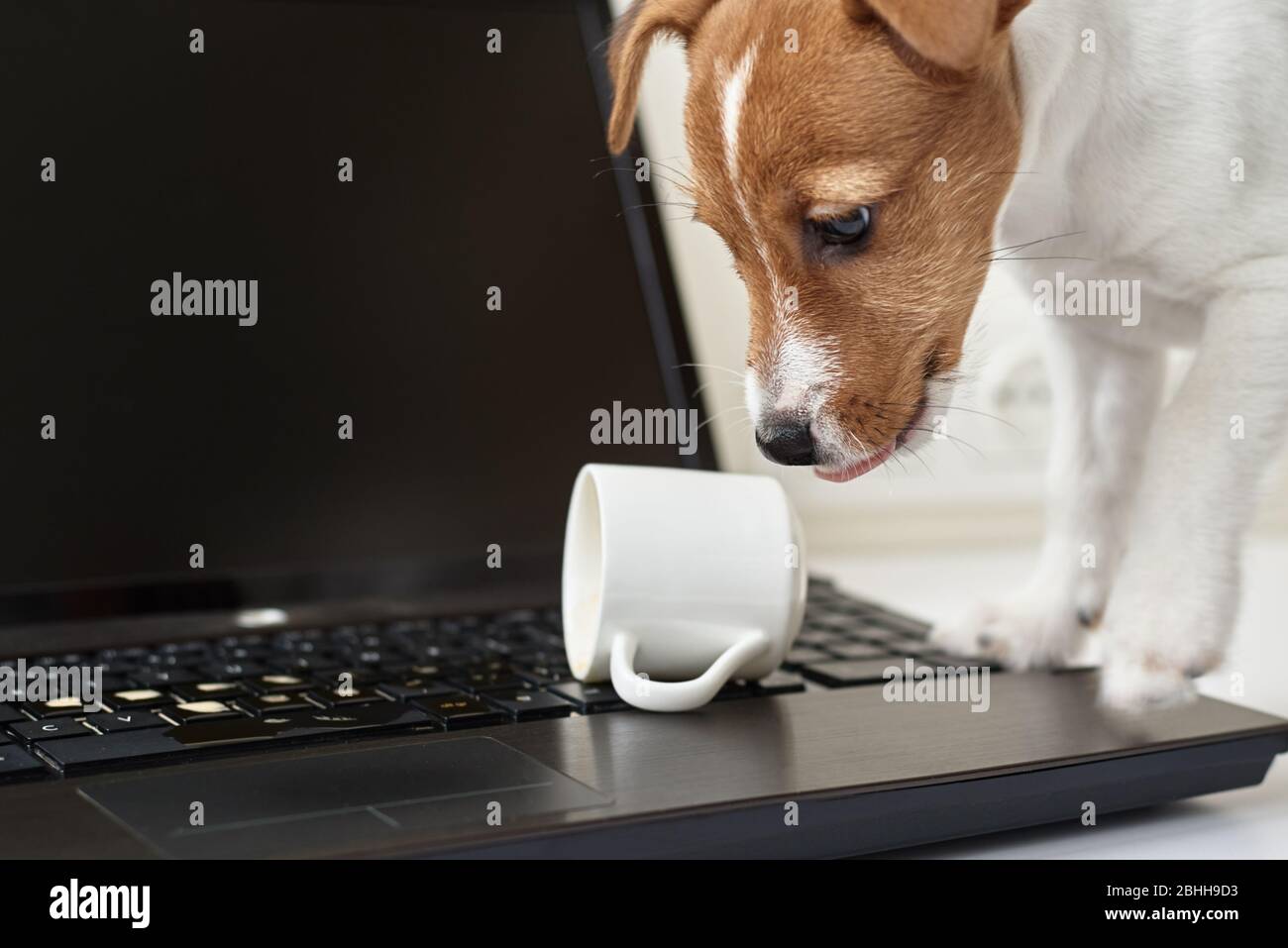 Café renversé par un chien sur le clavier de l'ordinateur portable. Dommages matériels de l'animal de compagnie Banque D'Images Café renversé par un chien sur le clavier de l'ordinateur portable. Dommages matériels de l'animal de compagnie Banque D'Images