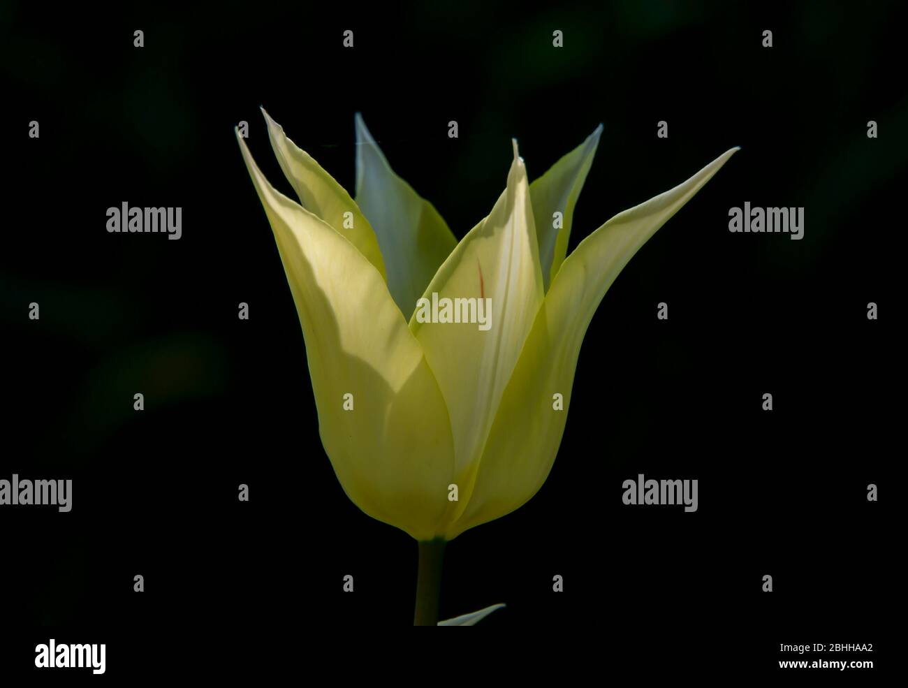 Yellow tulip close up Banque D'Images