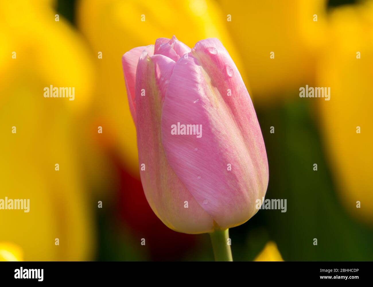 Tulipe rose close up Banque D'Images