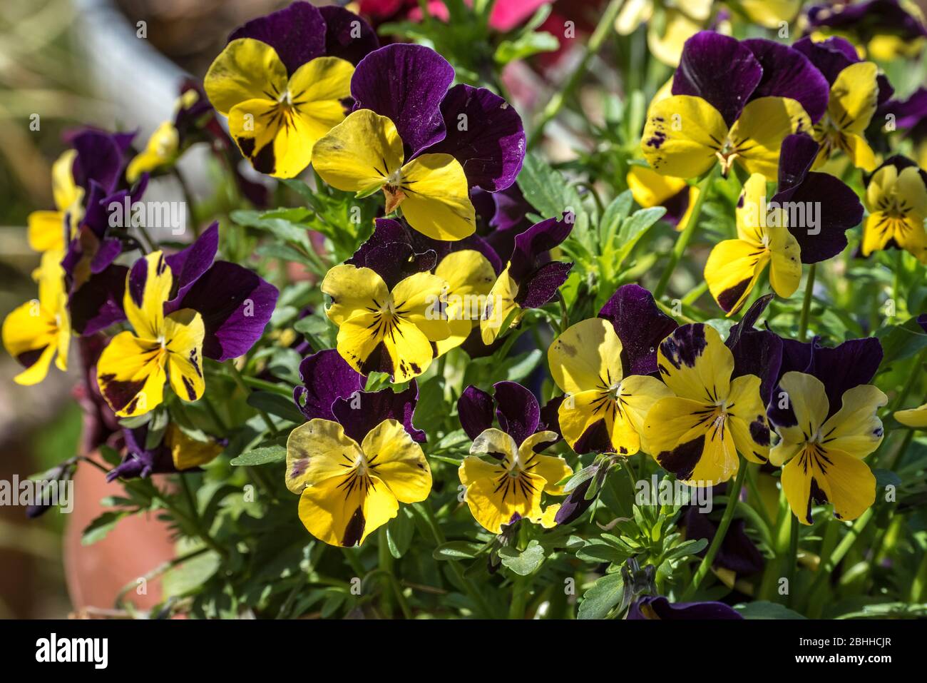 Jardin commun, pansy, pansies Banque D'Images