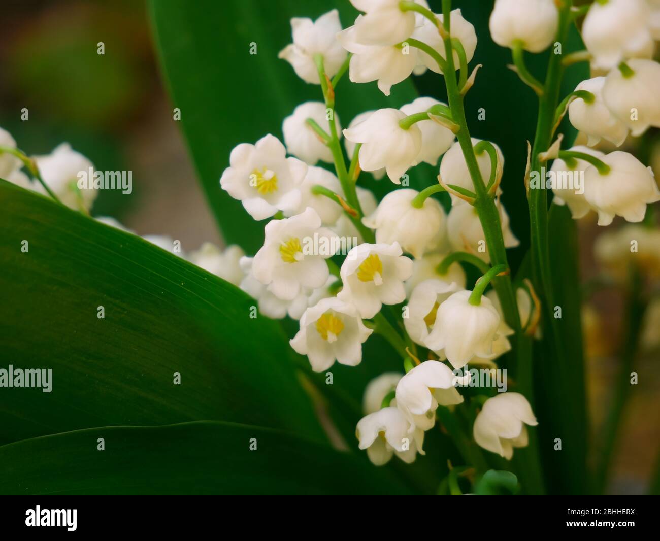 Fleurs de Lily-of-the-Valley qui poussent au mois de mai. Espace de copie Banque D'Images