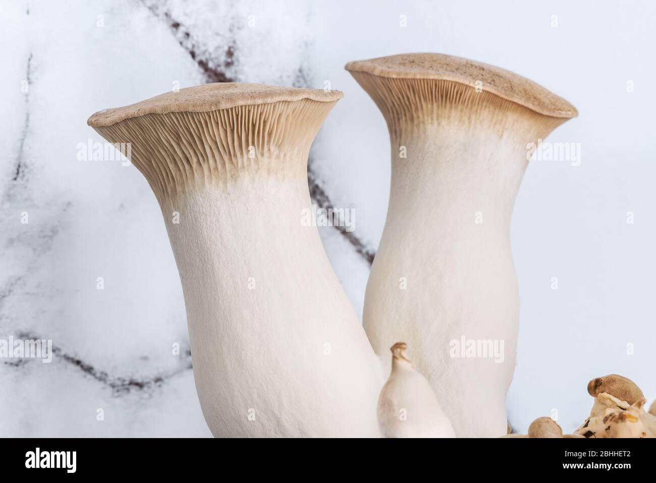 Les champignons biologiques crus King Oyster (Eringi) sont récoltés à partir d'une ferme de champignons. Les Eringes sont des champignons qui sont aussi appelés champignons huître royale ou steppe Banque D'Images