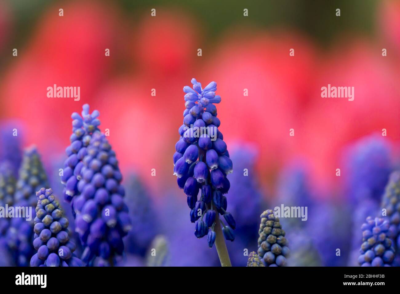 puple muscari fleurs sur fond rose Banque D'Images