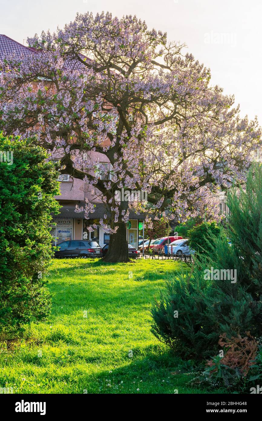 Uzhhorod, ukraine - 01 MAI 2018: Paulownia tomentosa arbre en fleurs, situé sur la place Koriatovycha. Magnifique paysage urbain de la vieille ville au coucher du soleil i Banque D'Images