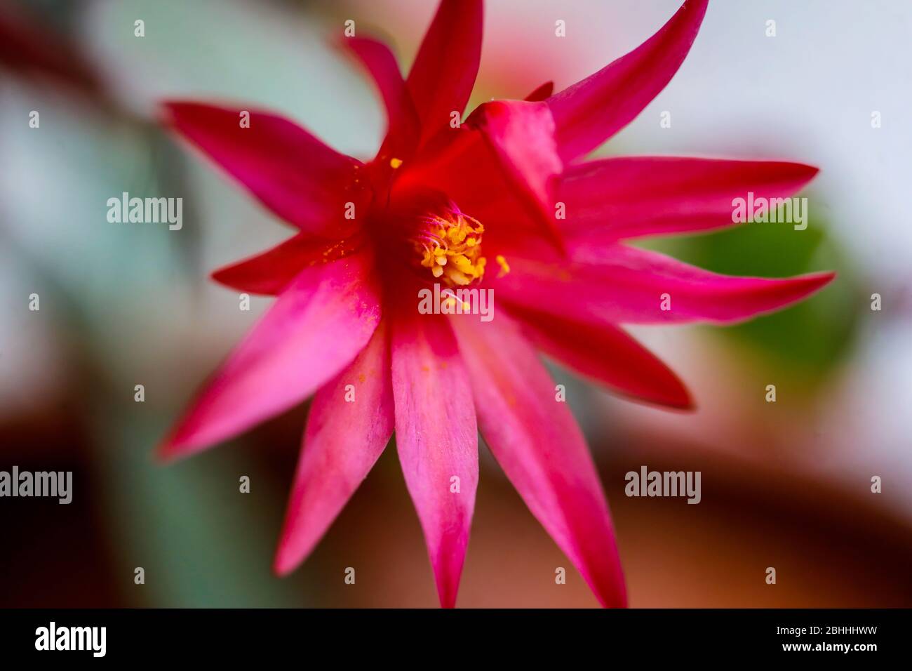 Macro et profondeur de champ peu profonde (foyer sélectif) avec la fleur d'un Cactus de Noël rouge (Schlumbergera). Banque D'Images