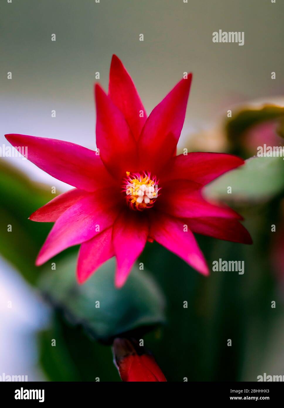 Macro et faible profondeur de champ (foyer sélectif) image avec la fleur d'un Cactus de Noël rouge (Schlumbergera truncata). Banque D'Images