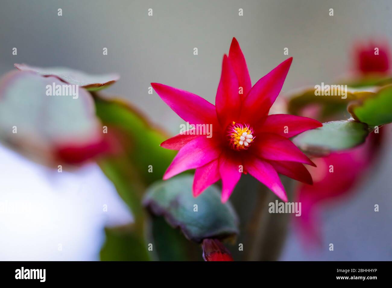 Macro et faible profondeur de champ (foyer sélectif) image avec la fleur d'un Cactus de Noël rouge (Schlumbergera truncata). Banque D'Images