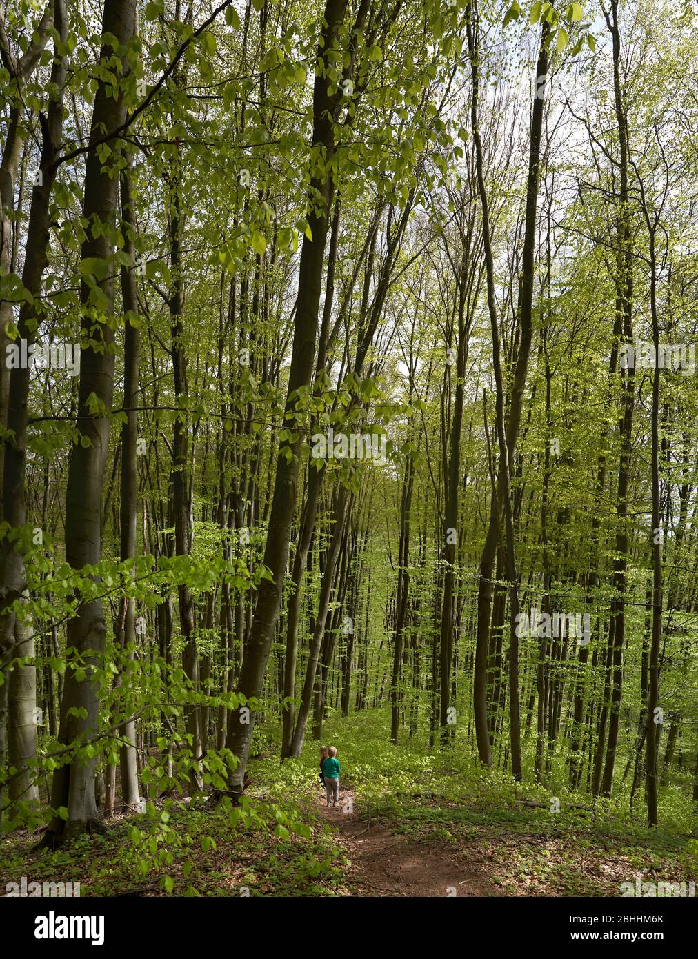 Forêt de hêtre dans les Carpates Banque D'Images