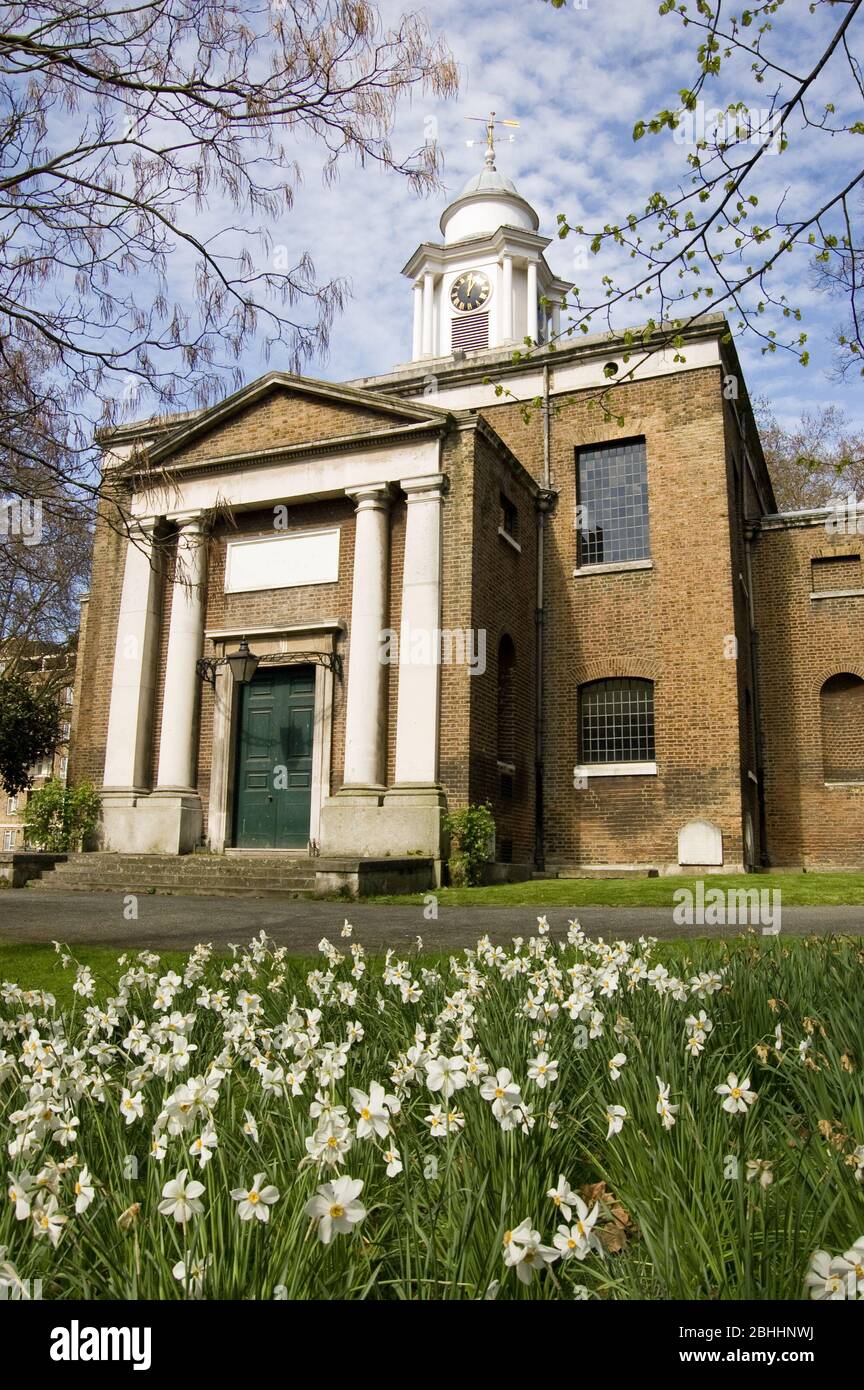 Fleurs fleuries blanches - parfois appelées jonquilles - dans le cimetière de l'église St Mary's à Paddington, dans le centre de Londres. Banque D'Images