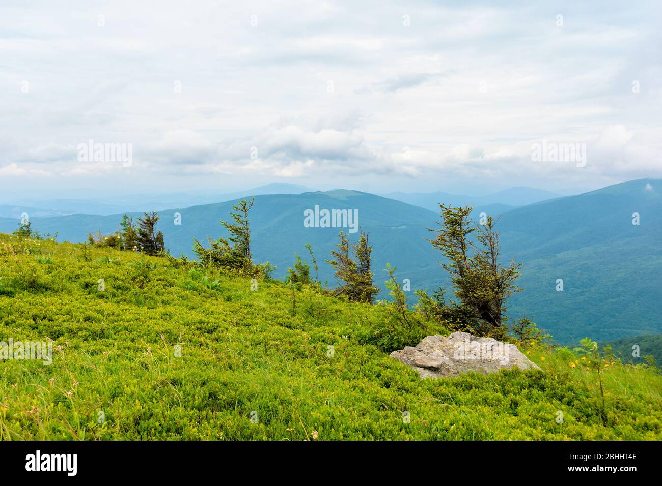 prés alpins de mnt. runa, ukraine. rangée d'arbres sur la colline. beau paysage naturel des montagnes de carpates en été. temps nuageux Banque D'Images